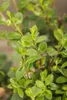 Ilex crenata 'Dark Green', Japanische Stechpalme, ca. 9x9 Produktbild-Vorschau 5