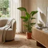 Strelitzia Nicolai, Paradiesvogelblume, 70-80 cm, Topf 17 Produktbild-Vorschau 3
