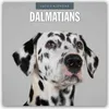 Dalmati - Dalmati 2026 - Calendario di 16 mesi Anteprima dell’immagine prodotto 1