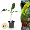 GreenboutiQ - Obstpflanze - Bananenpflanze - Musa Produktbild-Vorschau 2