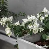 Bougainvillea Nawóz Płynny 1 L – 2-1-8 NPK – Do Kvitnúce Podgląd zdjęcia produktu 8