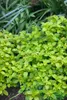 Origanum vulgare 'Aureum', Goldmajoran, aromatisch, ca. 9x9 Produktbild-Vorschau 6