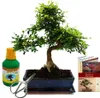 Bonsai - Ulmus parviflora - ok. 12-15 lat - doniczka 30 cm Podgląd zdjęcia produktu 1