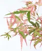 Klon japoński - Acer palmatum 'Taylor' - Wysokość 50-60cm - Podgląd zdjęcia produktu 4