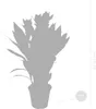 Bloomique - Curcuma Siam - Tulipan syjamski - Roślina Podgląd zdjęcia produktu 4