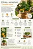 Pomarančovník (Citrus aurantium) – 70–100 cm – Strom Náhľad obrázku produktu 2