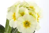 Primula elatior, Schlüsselblume, gelb, ca. 9x9 cm Topf Produktbild-Vorschau 4