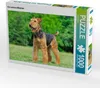 CALVENDO Puzzle Ein schönes Mädchen | 1000 Teile Lege-Größe Produktbild-Vorschau 1