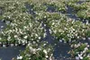 10x Rosa Sea Foam wunderschöne weisse Bodendecker Rose Produktbild-Vorschau 3