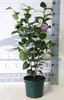 Camellia japonica in species-and var - Camellia japonica in Podgląd zdjęcia produktu 3