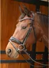 A close-up profile view of a horse's head wearing a bridle. Náhľad obrázku produktu
