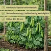 Markerbse Lancet | Markerbsensamen von Dürr Samen Produktbild-Vorschau 7