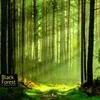 Foresta Nera Anteprima dell’immagine prodotto 7