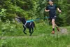 Non-stop dogwear BUNGEE Leash LTD | 2,8m | 1644 | Produktbild-Vorschau 4