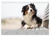 Australian Shepherd 2027 (Tischkalender 2027 DIN A5 quer), Produktbild-Vorschau 10