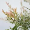 Schweizer Zwergweide - 2 Stk - Salix integra 'Flamingo' - Produktbild-Vorschau 3