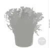 Bloomique - 6er-Mix - Steingartenpflanzen-Mix - Produktbild-Vorschau 3