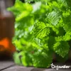 Balenie semien byliniek – 12 základných odrôd Náhľad obrázku produktu 8