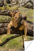 MuchoWow® Poster Löwe - Baum - Braun 120x180 cm - Produktbild-Vorschau 1