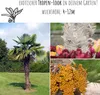 Hanfpalme Samen (Chamaerops excelsa) - Exotische Palme Produktbild-Vorschau 3