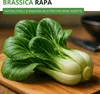 Pak Choi Chinesischer Senfkohl Samen - Brassica rapa - Produktbild-Vorschau 2