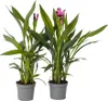 Tulipe siamoise - Curcuma 'Siam Splash' - Rose - H40-60cm - Voir les images du produit 1