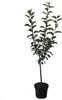 Familienbaum Trio Apfelbaum mit drei Apfelsorten Gala - Produktbild-Vorschau 2