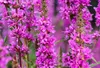 6 x  Lythrum salicaria - Weiderich - Topf 9 x 9 cm Produktbild-Vorschau 2