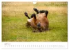 Exmoor Ponnys - Die letzten Ihrer Art (Wandkalender 2027 Produktbild-Vorschau 7