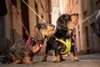 Curli Clasp Vest Pet Air-Mesh Special E. 2022 Ruby S Náhľad obrázku produktu 13