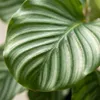 Green boutiQ - Zimmerpflanze - Korbmarante - Calathea Produktbild-Vorschau 3