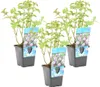 Bloomique - Zestaw 3 szt. - Mentha Aquatica - Mięta wodna - Podgląd zdjęcia produktu 1