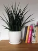 A white ceramic planter with a snake plant sits on a wooden surface next to a stack of books. Produktbild-Vorschau