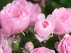 CALVENDO Puzzle Rose 'The Fairy' | 1000 Teile Lege-Größe Produktbild-Vorschau 3