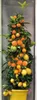 Trio cytrusów Amalfi ok. 70 cm - cytryna, pomarańcza Podgląd zdjęcia produktu 1