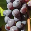 Vinná réva Buffalo 2L Náhled obrázku produktu 2