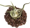 Tillandsia caput-medusae – voľne predávaná rastlina – veľká Náhľad obrázku produktu 2