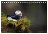 Puffins - Papageientaucher auf Island (Tischkalender 2027 Produktbild-Vorschau 5