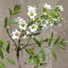 Gelbhornstrauch Xanthoceras sorbifolium - Sahnenussbaum 1 Produktbild-Vorschau 3
