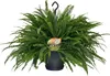 Felce a spada Nephrolepis Green Lady, pianta da Anteprima dell’immagine prodotto 1