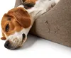Hunter Hundesofa Livingston, Größe:S, Farbe:braun Produktbild-Vorschau 5
