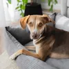 A dog is lying in a dog bed in a room. Produktbild-Vorschau