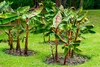 Set di 2 banani resistenti - Musa sikkimensis 'Red Tiger' - Anteprima dell’immagine prodotto 3