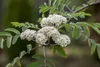 Sorbus aucuparia 'Edulis', Eberesche, essbare Früchte, Produktbild-Vorschau 2