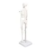 45CM mini model kostry, PVC, kostní struktura lidského těla Náhled obrázku produktu 3