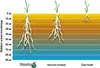 Diagram showing the root depth of different grass types in soil layers. Náhľad obrázku produktu