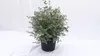 4 Stück Eucalyptus Gunni Gunnii Busch Kugel Eukalyptusbaum, Produktbild-Vorschau 8