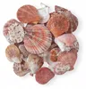 Aquarium Deko, Dekorationsmuscheln Aquarium 100 g, Bunt Mix Produktbild-Vorschau 2