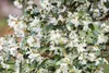 Osmanthus burkwoodii, Duftblüte, immergrün, 40–60 cm Produktbild-Vorschau 1