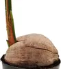 Prawdziwa palma kokosowa - Cocos nucifera - z prawdziwym Podgląd zdjęcia produktu 4